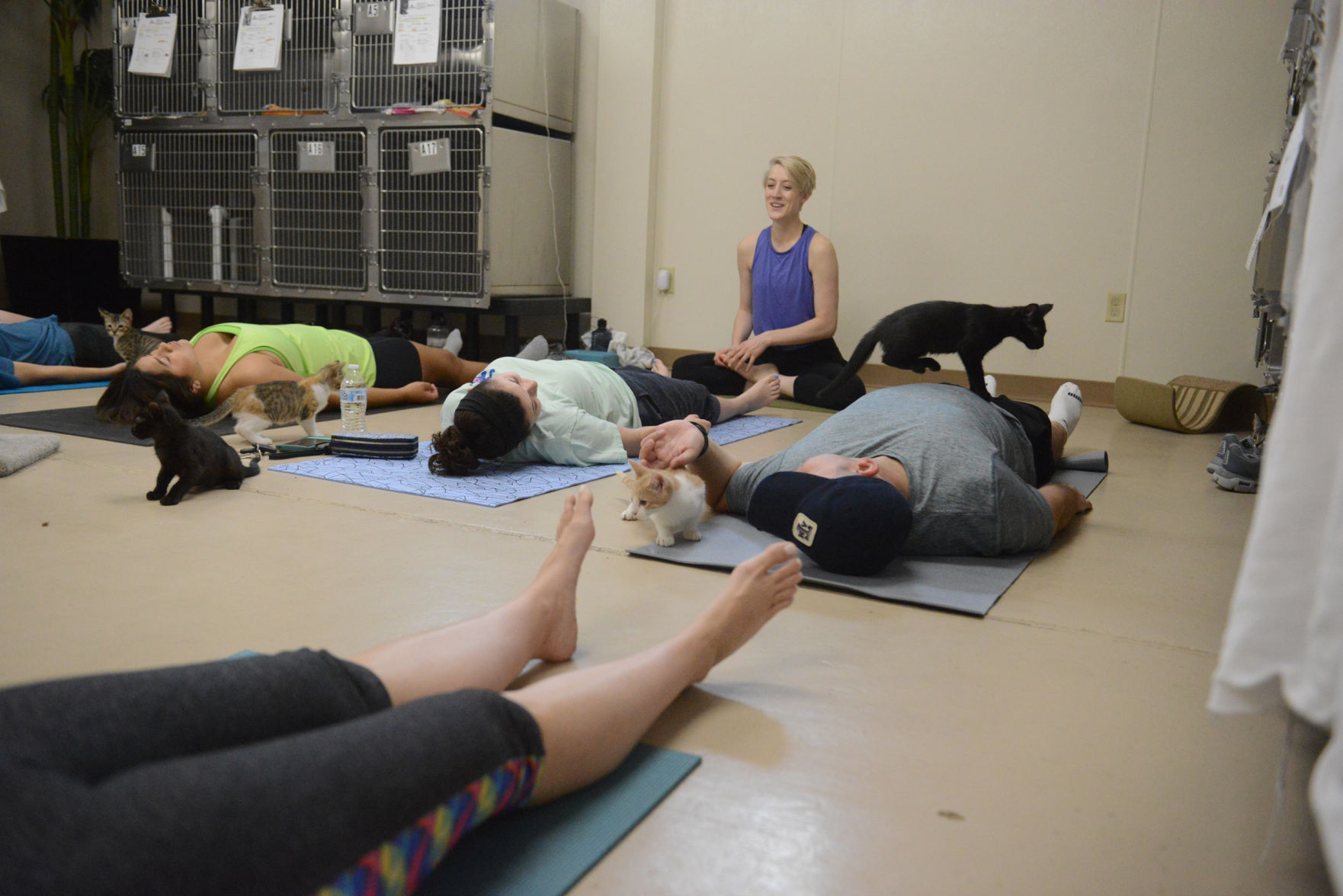 Cat Yoga at Aggieland Humane Society